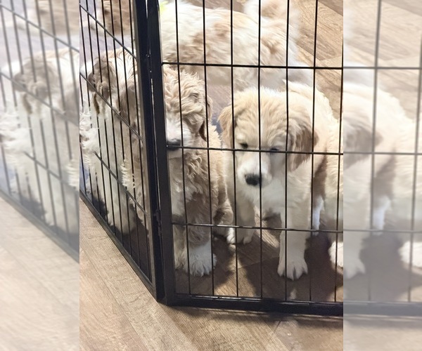 Medium Photo #3 Aussie-Poo-Goldendoodle Mix Puppy For Sale in COMMERCE, MI, USA