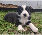 Puppy Orion Border Collie