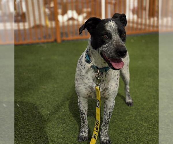 Medium Photo #2 Mutt Puppy For Sale in Las Vegas, NV, USA