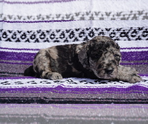 Labradoodle Puppy for sale in CORPUS CHRISTI, TX, USA