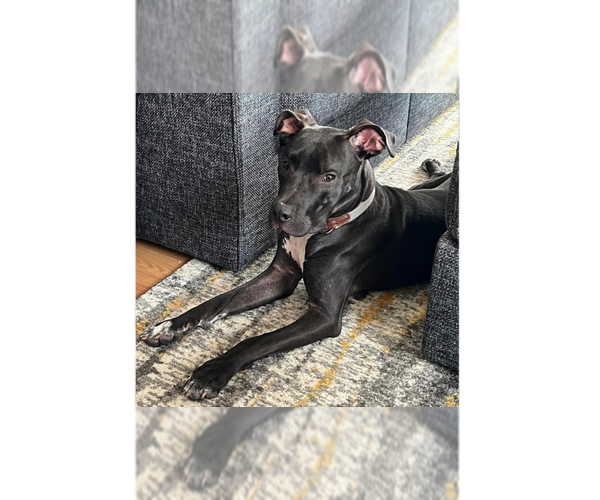Medium Photo #4 Great Dane-Unknown Mix Puppy For Sale in Greenbelt, MD, USA