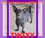 Small #2 Dachshund Mix