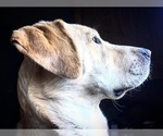 Small Photo #7 Labrador Retriever Puppy For Sale in OAKRIDGE, OR, USA