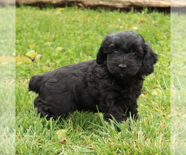 Medium Photo #2 Cockapoo-Poodle (Miniature) Mix Puppy For Sale in GAP, PA, USA