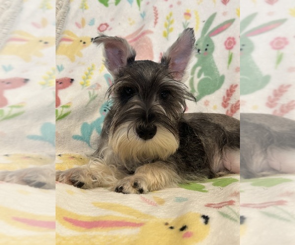 Medium Photo #1 Schnauzer (Miniature) Puppy For Sale in PUNTA GORDA, FL, USA