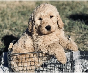 Goldendoodle Puppy for Sale in MARYVILLE, Missouri USA