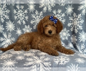 Goldendoodle (Miniature) Puppy for sale in LAKELAND, FL, USA