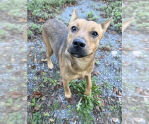 Bowser Ellis - Male Mutt Dog for Adoption - Photo #2