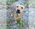 Small Photo #2 Mutt Puppy For Sale in Boston, MA, USA