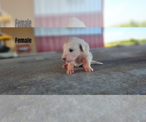 Anatolian Shepherd-Great Pyrenees Mix Puppy for sale in BARRY, TX, USA