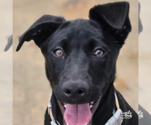 Labrador Retriever-Retriever  Mix Dogs for adoption in Washington, DC, USA