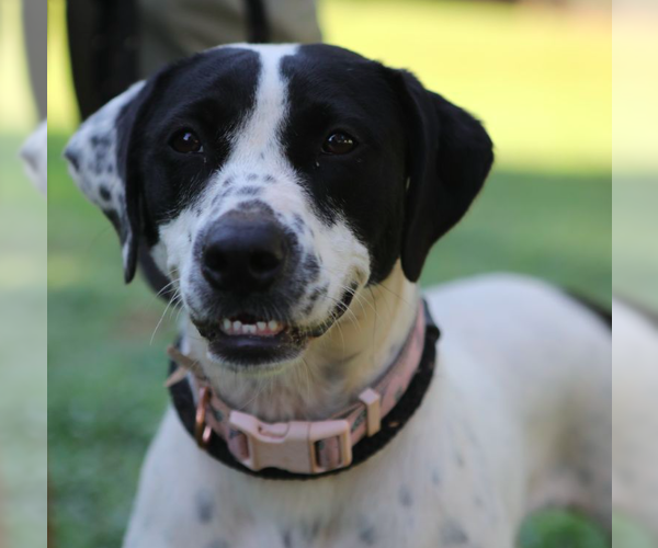 Medium Photo #2 Mutt Puppy For Sale in Decatur, GA, USA