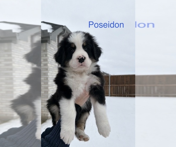 Medium Photo #1 Great Bernese Puppy For Sale in HASLET, TX, USA