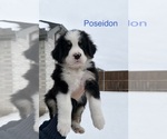 Small Great Bernese
