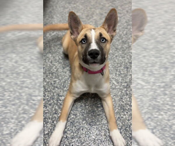 Medium Photo #10 Siberian Husky-Unknown Mix Puppy For Sale in Bemidji, MN, USA