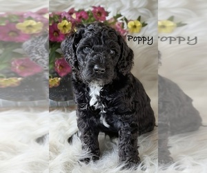 Medium Australian Labradoodle
