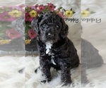 Puppy 1 Australian Labradoodle