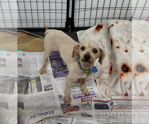 Poodle (Miniature) Dogs for adoption in Mukwonago, WI, USA