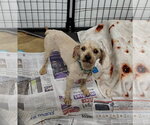 Small Poodle (Miniature)