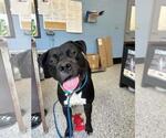 Small #2 American Pit Bull Terrier Mix