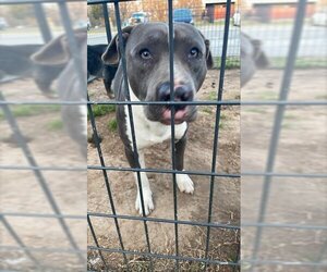 American Staffordshire Terrier-Unknown Mix Dogs for adoption in Waco, TX, USA
