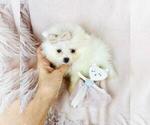 Small #10 Pomeranian