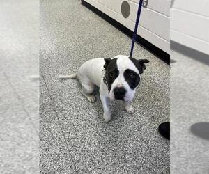 Staffordshire Bull Terrier Dogs for adoption in Rosenberg, TX, USA