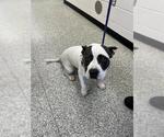 Small Staffordshire Bull Terrier