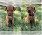 Small Photo #3 Vizsla Puppy For Sale in ABILENE, TX, USA