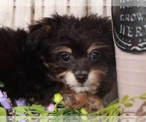 Pomeranian Puppy for sale in MOUNT VERNON, OH, USA