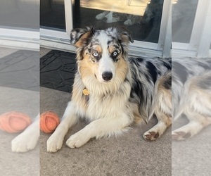 Father of the Australian Shepherd puppies born on 05/01/2024