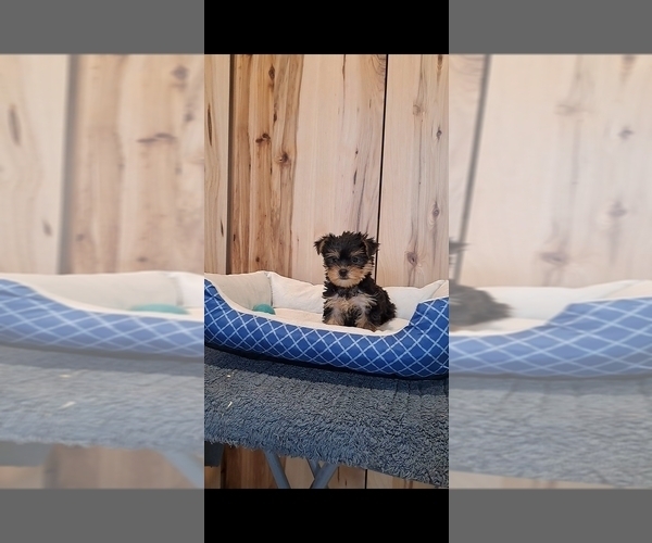 Medium Photo #4 Yorkshire Terrier Puppy For Sale in BREMEN, IN, USA