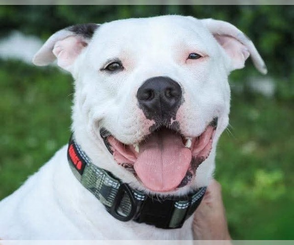 Medium Photo #1 American Pit Bull Terrier-Unknown Mix Puppy For Sale in Germantown, OH, USA