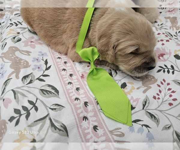 Medium Photo #2 Golden Retriever Puppy For Sale in ORLANDO, FL, USA