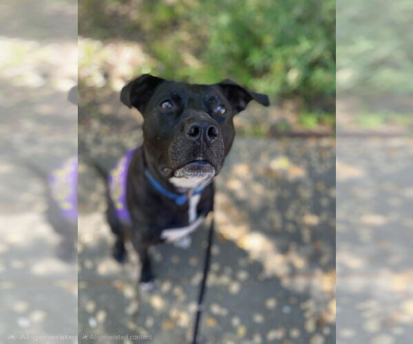 Medium Photo #2 American Pit Bull Terrier Puppy For Sale in Berkeley, CA, USA