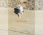 Small Photo #48 Dalmatian Puppy For Sale in AMARILLO, TX, USA