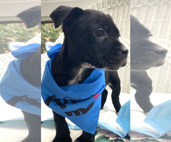 Medium Photo #8 Mutt Puppy For Sale in Holly Springs, NC, USA