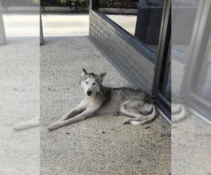 - Mix Dogs for adoption in San Antonio, TX, USA