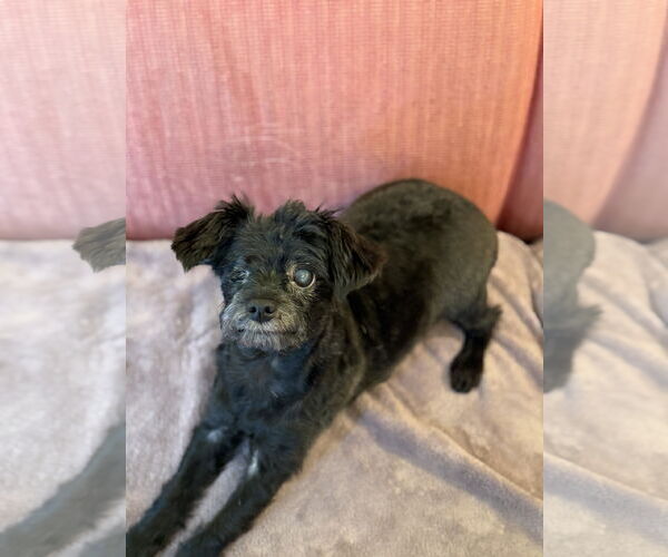 Medium Photo #2 Maltese-Unknown Mix Puppy For Sale in Pacolet, SC, USA