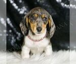 Small #3 Dachshund