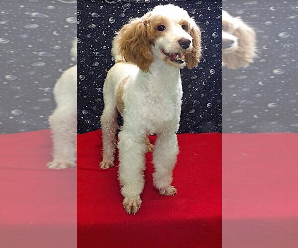 Medium Photo #5 Poodle (Toy) Puppy For Sale in PATERSON, NJ, USA