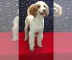 Small #4 Poodle (Toy)
