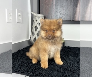 Pomeranian Puppy for sale in FRANKLIN, IN, USA