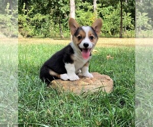 Pembroke Welsh Corgi Puppy for sale in NORWOOD, MO, USA