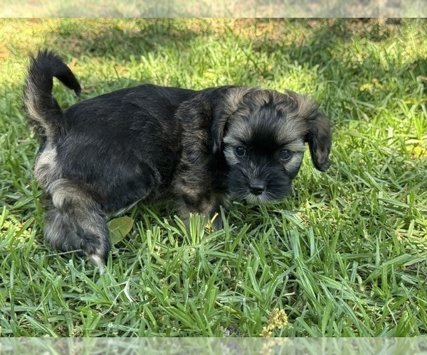 Medium Photo #3 Havanese Puppy For Sale in BRISBANE, CA, USA