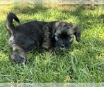 Small Photo #14 Havanese Puppy For Sale in BRISBANE, CA, USA