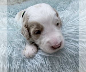 Medium Goldendoodle
