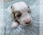 Puppy Mr Green Collar Goldendoodle