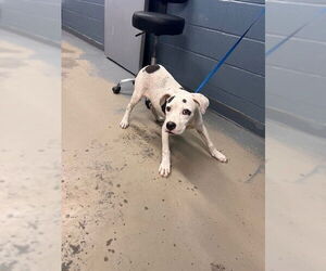 American Staffordshire Terrier Dogs for adoption in Tallahassee, FL, USA