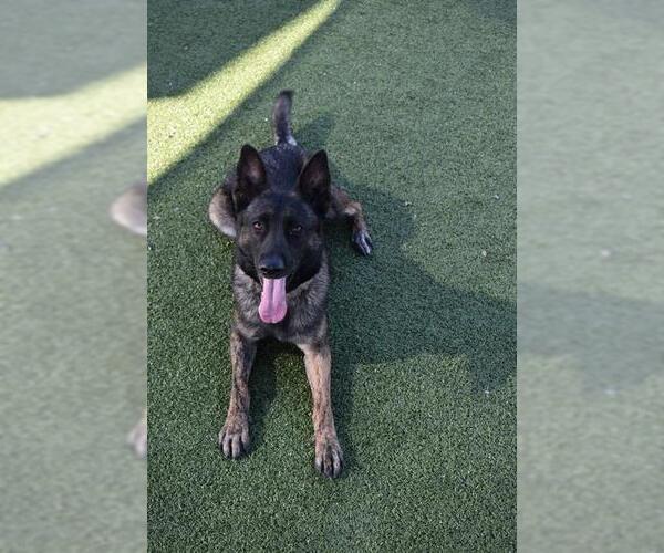 Medium Photo #2 German Shepherd Dog Puppy For Sale in Pearland, TX, USA